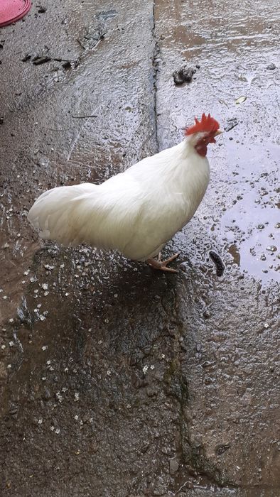 Vând cocoși americani