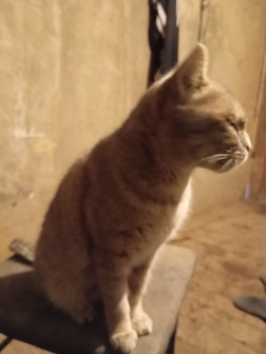 Домашние мушук сотилади