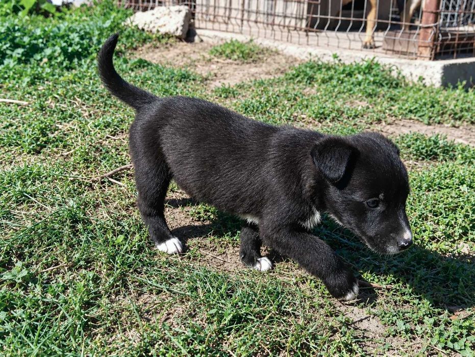 Puiuți Lagotto/spaniol de apă mix Malinois
