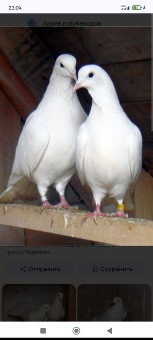 бакинские голоногие голуби