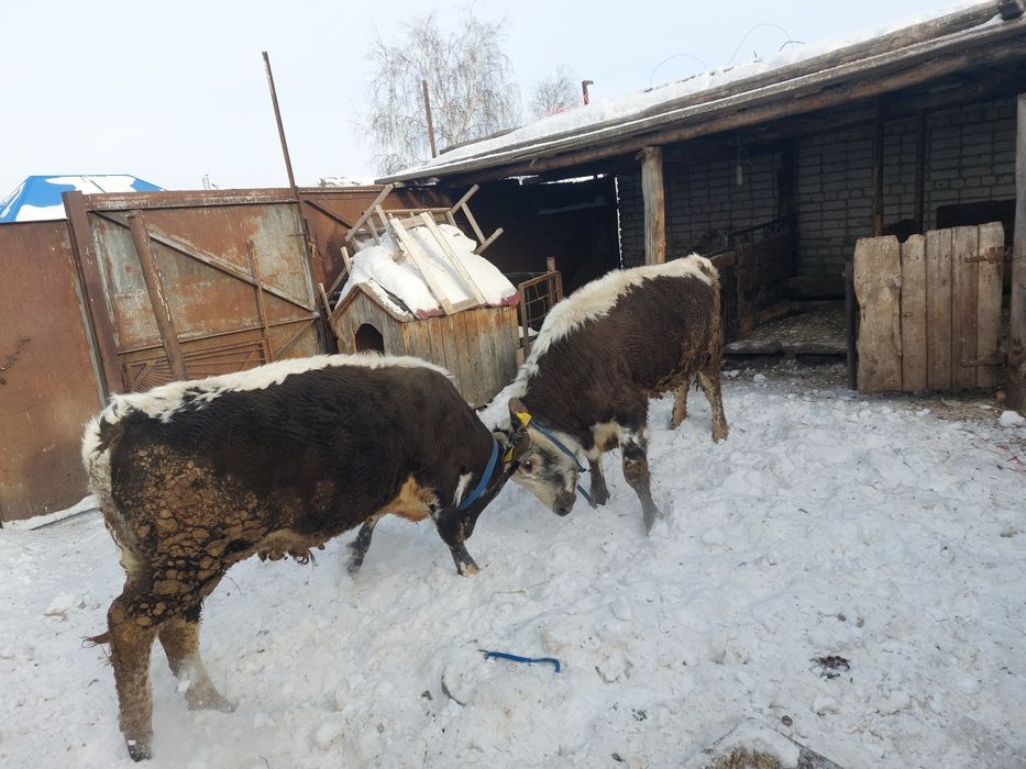 Продам два бычка