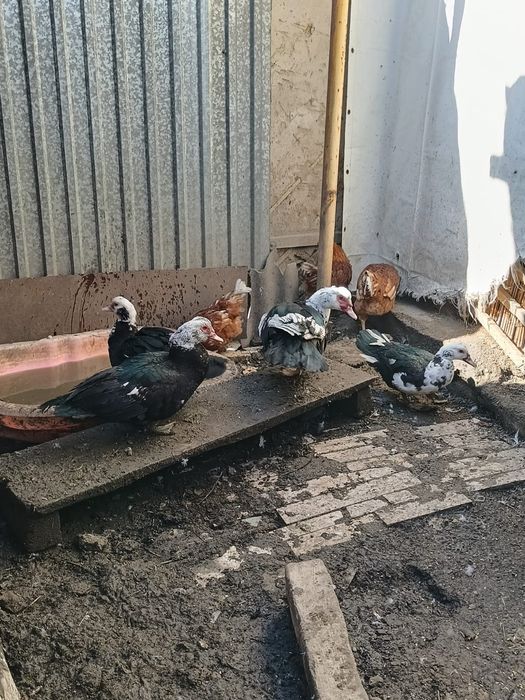 Продажа индоуток