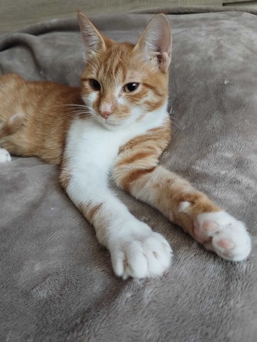 Подарявам женско коте