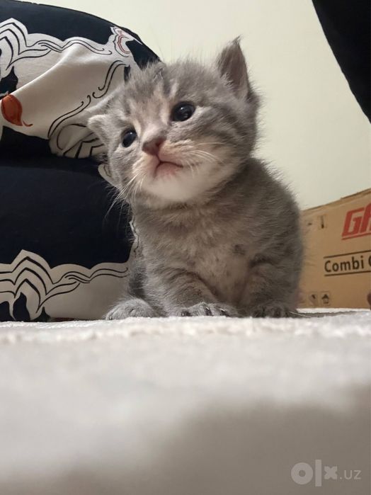 Котята Скотиш Страйт
