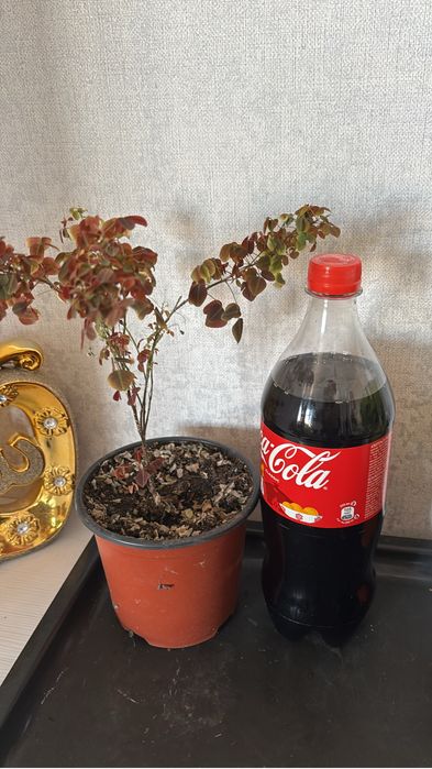 Цветы приемлемые цены