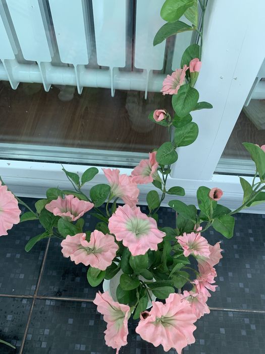 Декоративные цветы