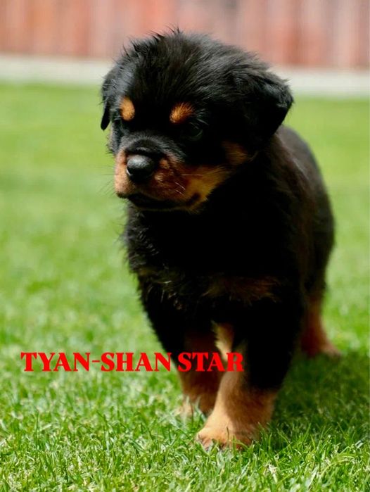 Щенки ротвейлера