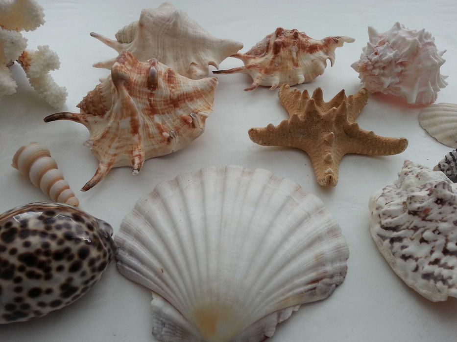 Морска красота за декорация