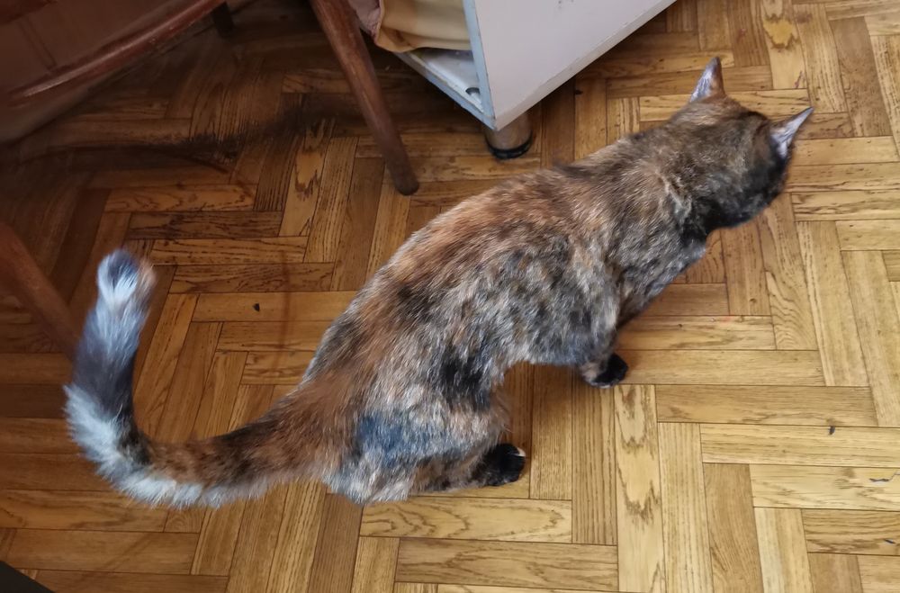 Кошечка в добрые руки