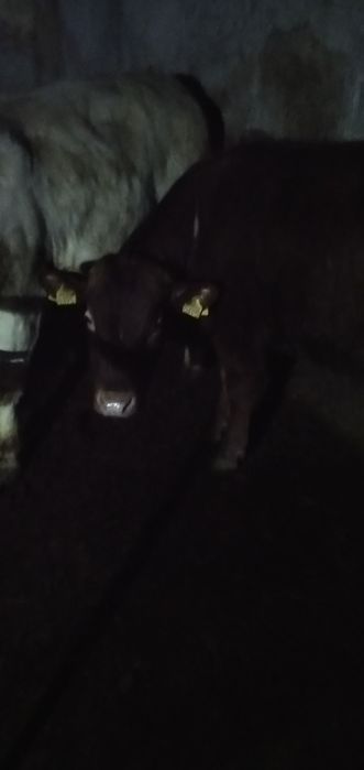Tauri crescuți bio cu 16 500