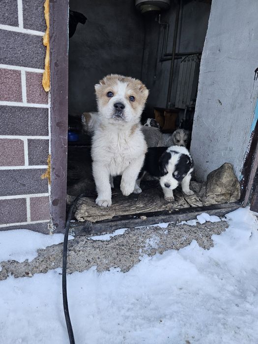 Щенки Тобет хороших кровей