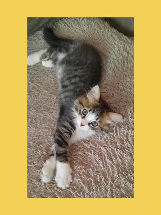 Котенок надёжному хозяину