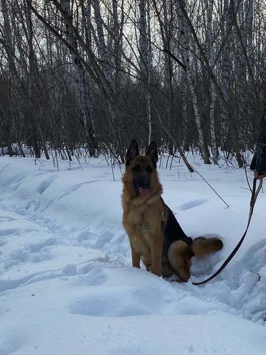 Вязка немецкой овчарки