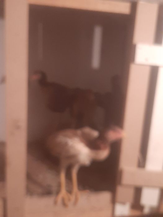 Продам срочно продам