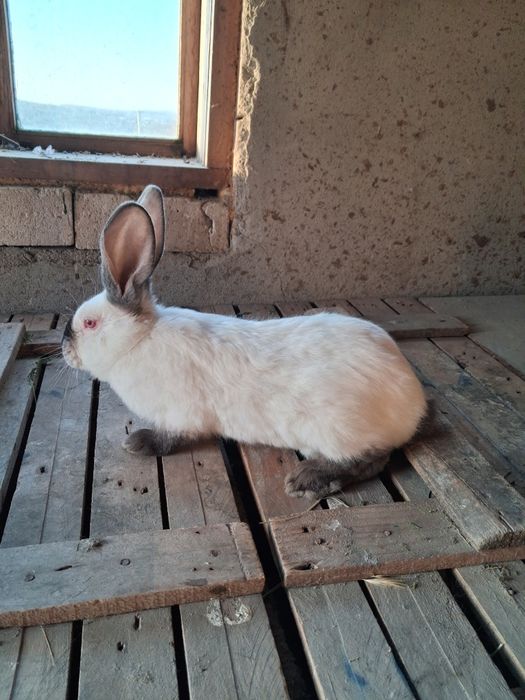 Urias de Transilvania