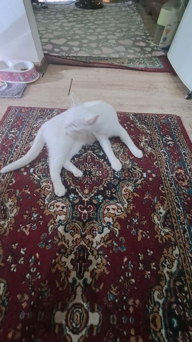 Кошка,Девочка,1,8месяц домашний