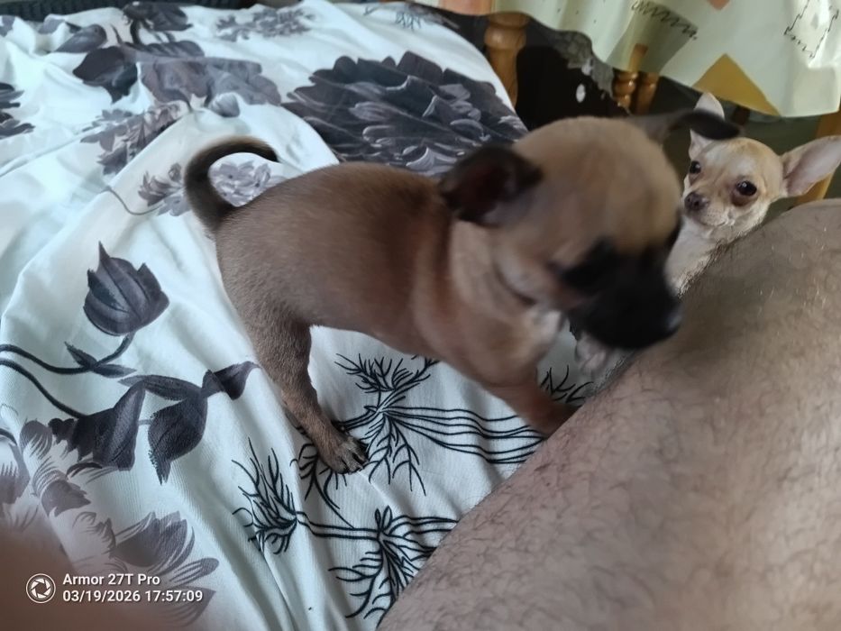 Чихи родено 29.януари 200евро гр. Исперих