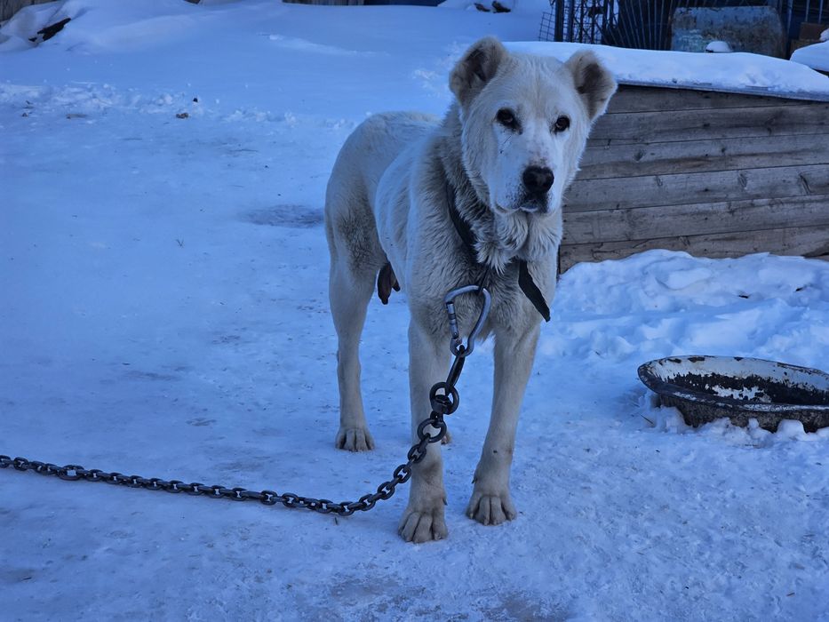 САО Породная сука