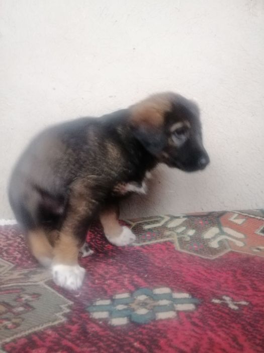 Зотдор Кучук бола