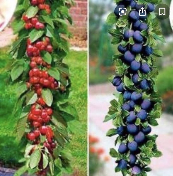 Pomi columnari fructiferi