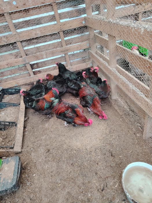 Разплодни яйца Маран