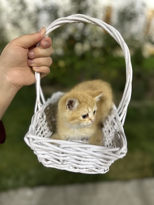 British Chinchilla