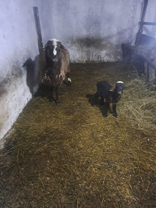 Продам баранов все ярки