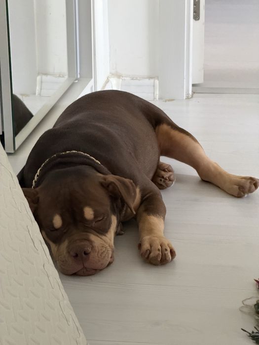 American Bully Pocket cu pedigree, 7 luni