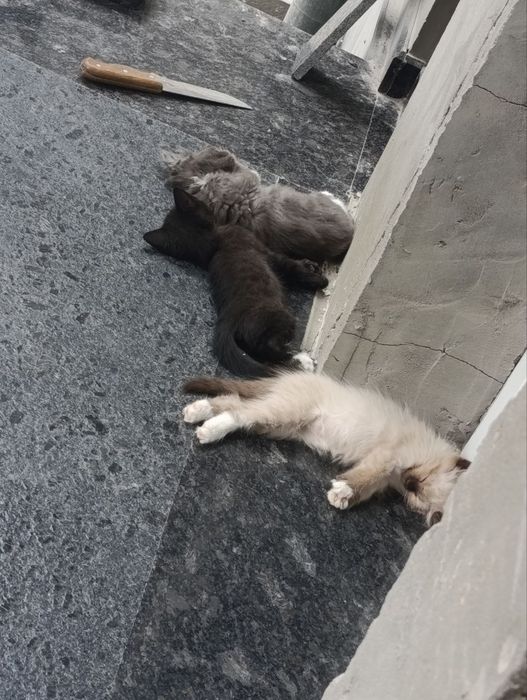 Отдаем бесплатно в добрые руки котят
