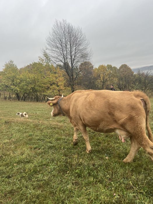 Vand vaca genstanta