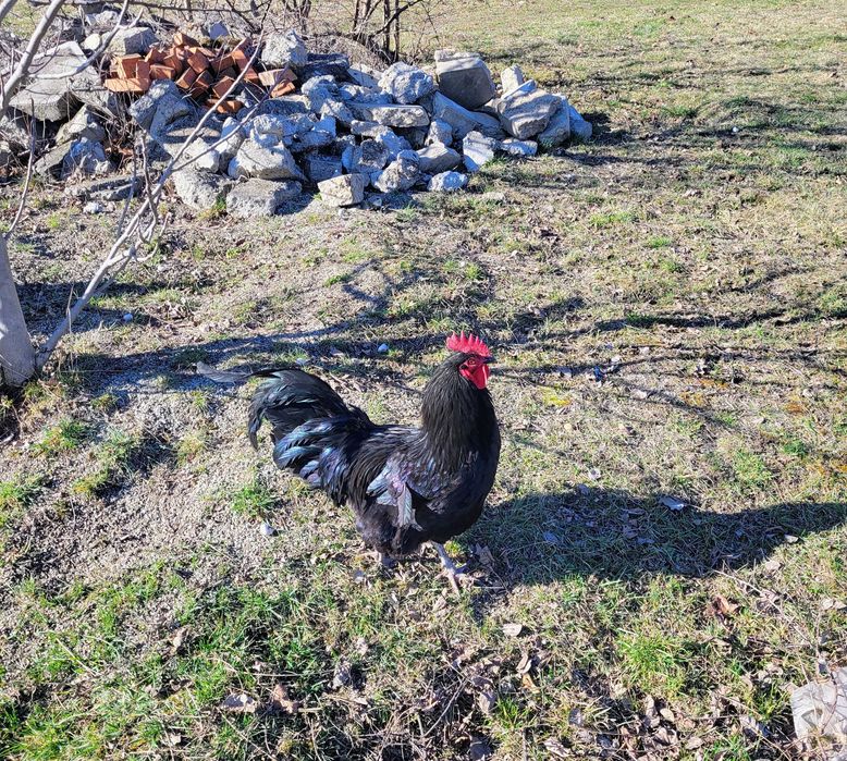 Cocos australorp 1 an