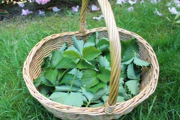 Листья Земляники