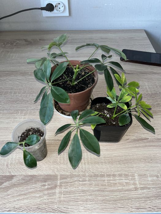 Обмен на другие цветы