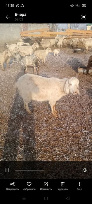 Дойные козы сауын ешкылер