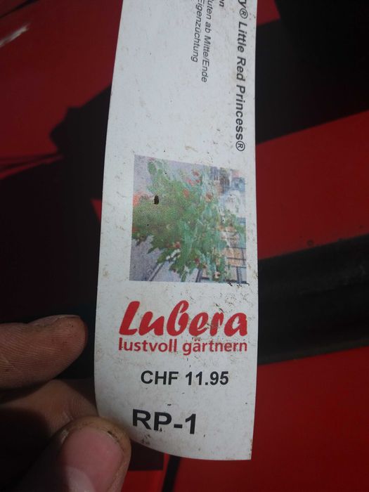 Мини джуджевидна  Малина , Къпина и жълта Малина