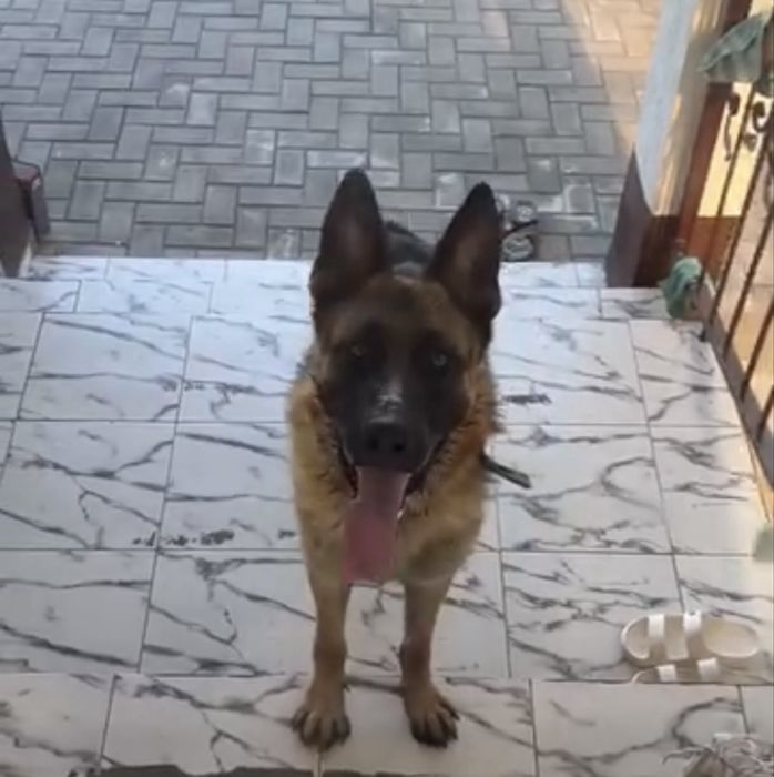 Немецкая Овчарка 2 года кобель