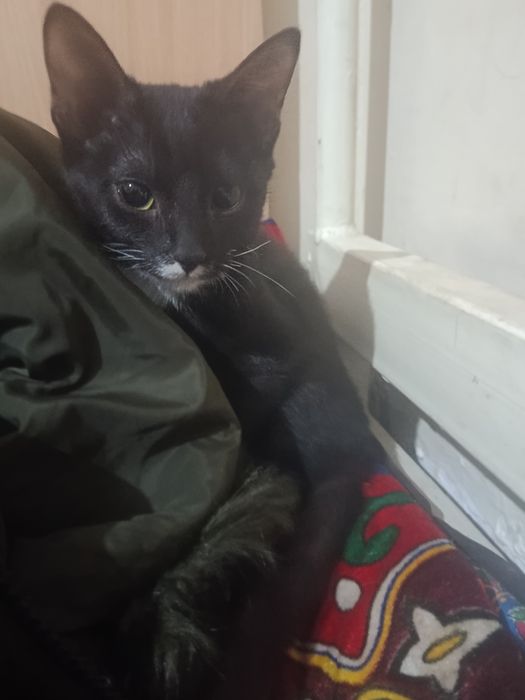 Qora mushukcha  ayol