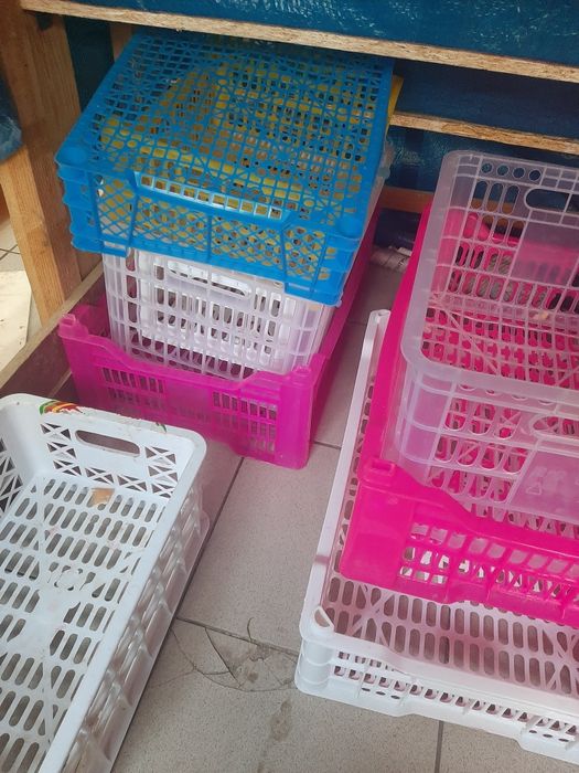 Продам пластмассовый ящик разные цветы маленький большие 1 шт 200т