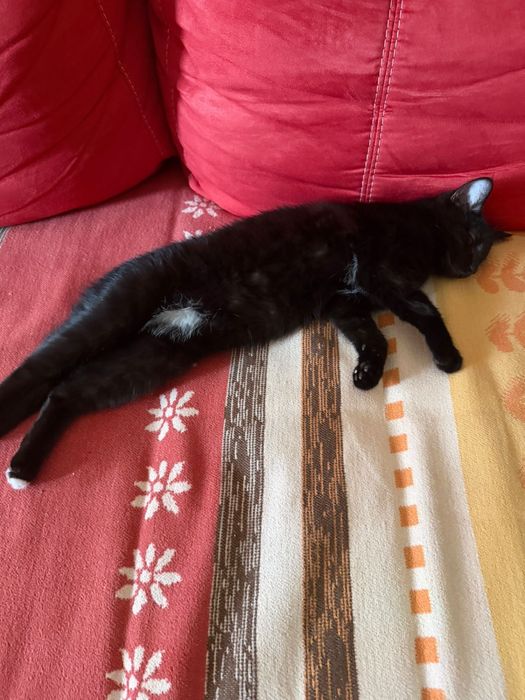 Кошечка в добрые руки, Капчагай