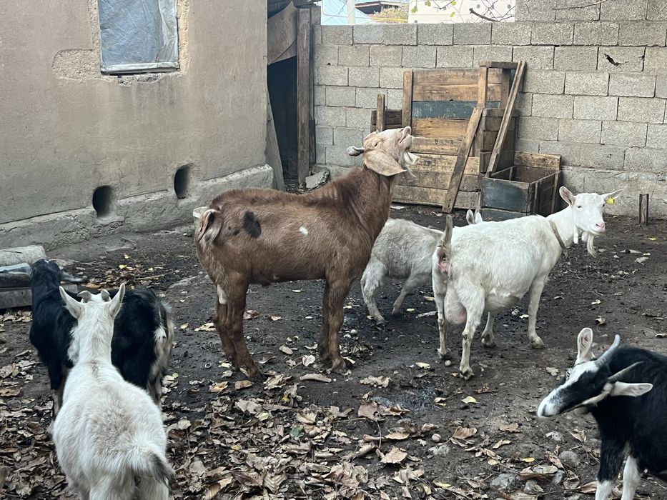 Ешкі битал сатылады