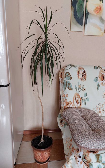 Продам комнатные растения