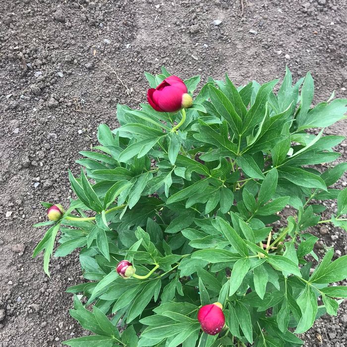 Пионы,сортовые, с куста