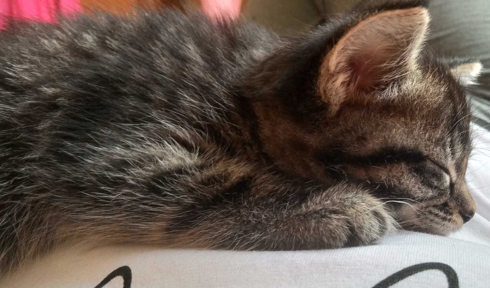 Котёнок  Бесплатно