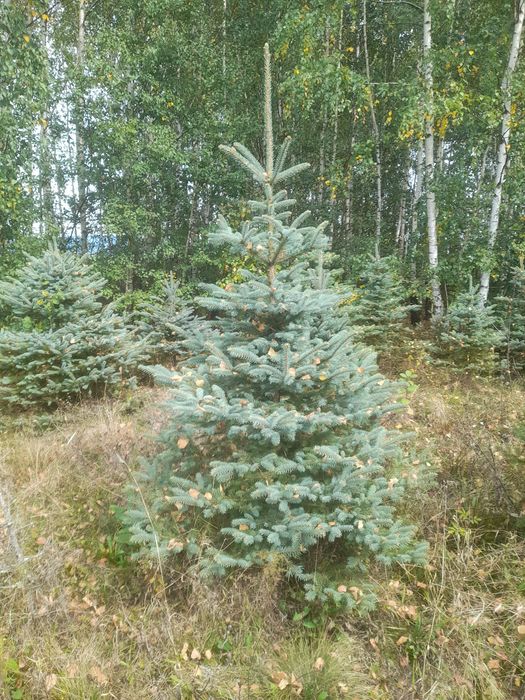 Brazi arginti și verzi