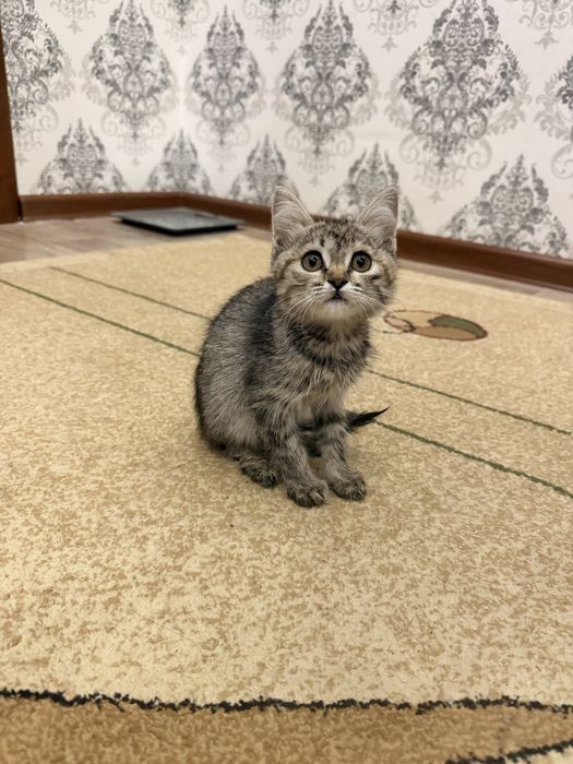 Продается котёнок двухмесячный