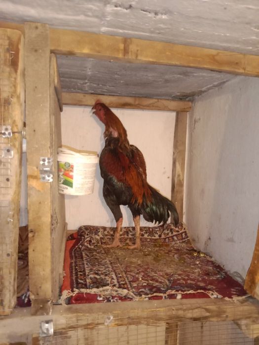 бойцовский дакан