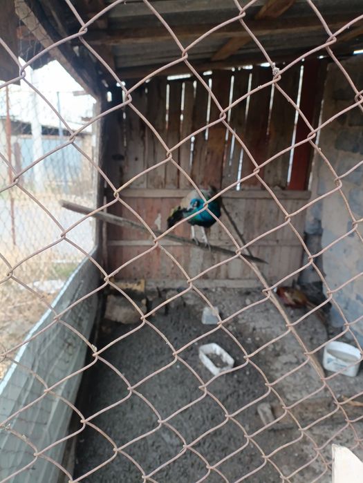 Павлин сатылады 2 жылдык