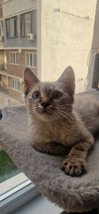 Котенок ищет любящий дом