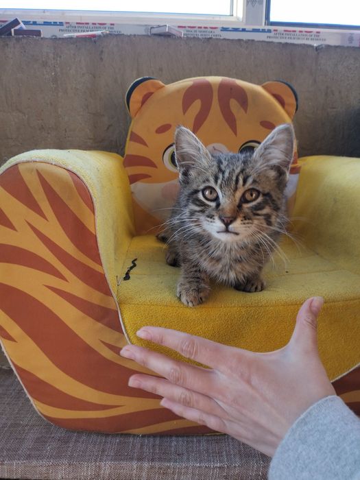 Котенок мальчик в добрые руки!