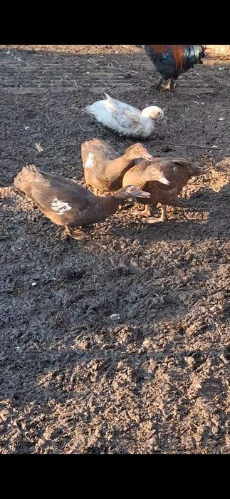 Gaini brahma HD,rate lesesti ciocolatii,porumbei voltati